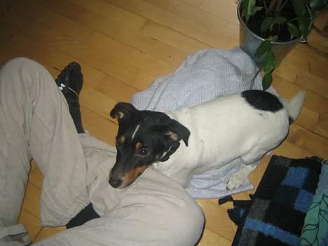 Dansk svensk gaardhund Bølle - tag nu det billede mor! billede 9