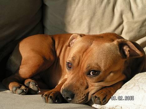 Staffordshire bull terrier Chilli billede 9