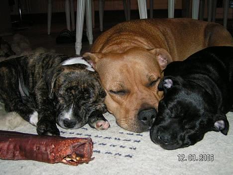 Staffordshire bull terrier Chilli - Chilli, Mika og Sille en af de sidste dage sammen billede 10