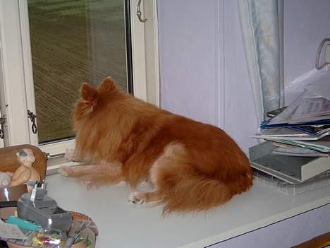 Pomeranian Laban ( Død 08/04-08 ) - Kommer mor snart hjem billede 8