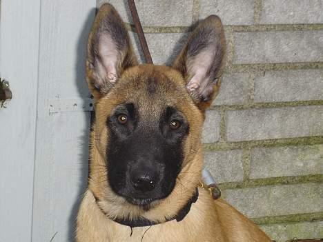 Malinois IPO3 Vandalen´s Iroc - over regnbuen  - 14 uger - så kom ørene helt på plads :o) billede 9