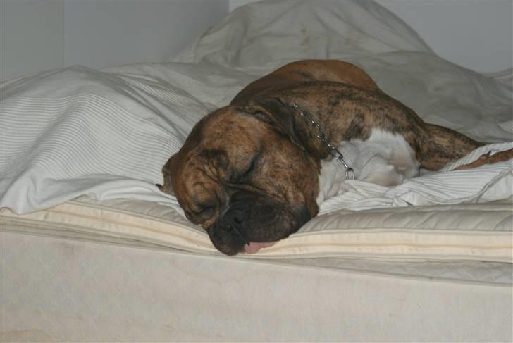 Amerikansk bulldog Jason - gider ikk smile til det kammera mere nu billede 4