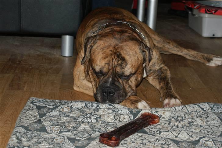 Amerikansk bulldog Jason billede 5