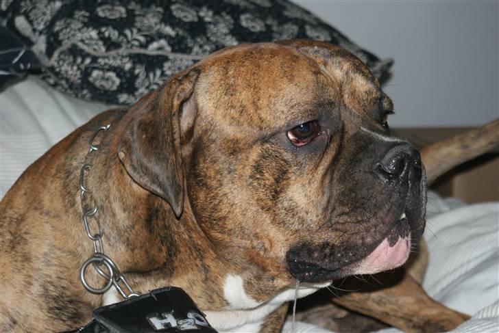 Amerikansk bulldog Jason billede 6