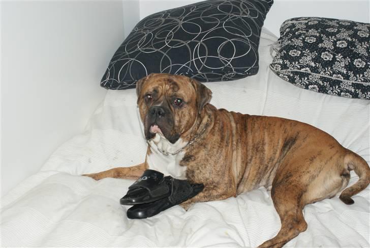 Amerikansk bulldog Jason billede 7