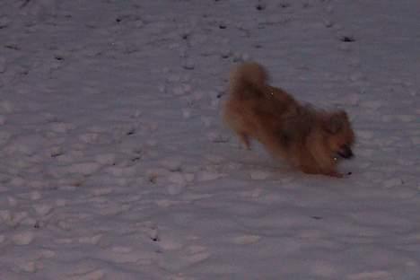 Pomeranian FIGGI - jeg elsker alt den sne.. billede 11