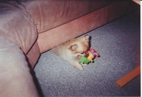 Pomeranian FIGGI - jeg fik den... billede 12