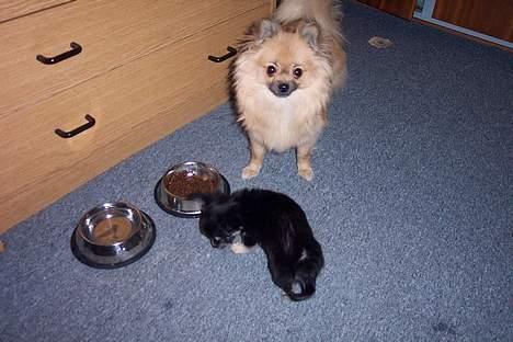 Pomeranian FIGGI - figgi og tjalfe billede 13