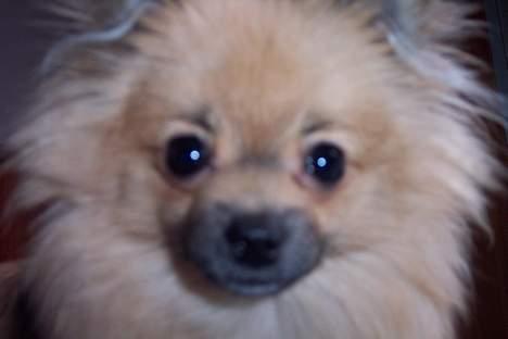 Pomeranian FIGGI - BØHHHHH!!!!!!!!!! billede 14
