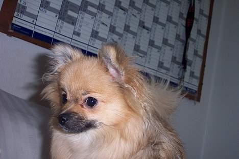 Pomeranian FIGGI - en dejlig lille pige... billede 15