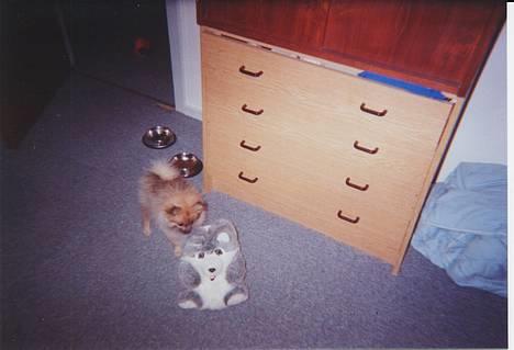 Pomeranian FIGGI - hvad er der nede i den... billede 16