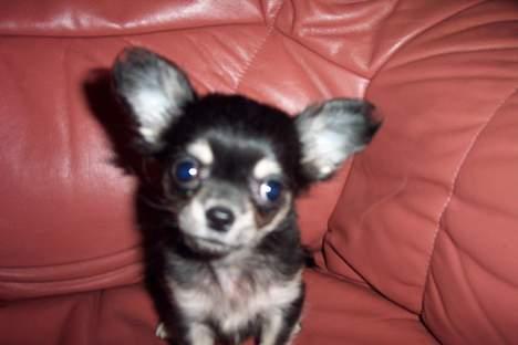 Chihuahua TJALFE - hej....... billede 1