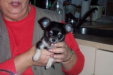 Chihuahua TJALFE billede 2