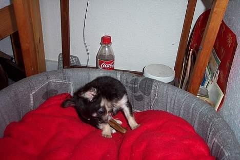 Chihuahua TJALFE - mmm.. det smager godt... billede 3