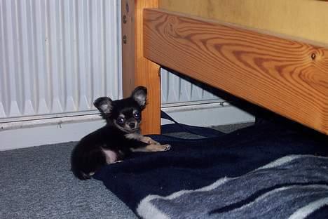 Chihuahua TJALFE - jeg lå altså og sov... billede 4