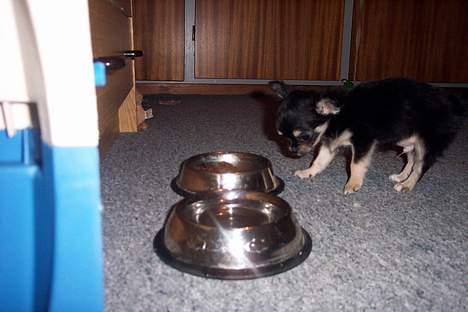 Chihuahua TJALFE - mmm.... mad.... billede 5