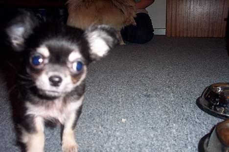 Chihuahua TJALFE - hvad har du der... billede 6