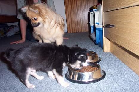 Chihuahua TJALFE - hvor er jeg bare sulten billede 7