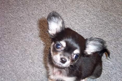 Chihuahua TJALFE billede 8