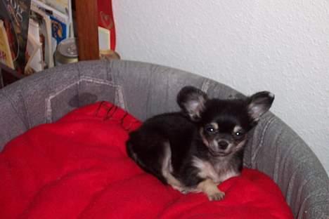 Chihuahua TJALFE - zzzzzzzzzzz...................... billede 9