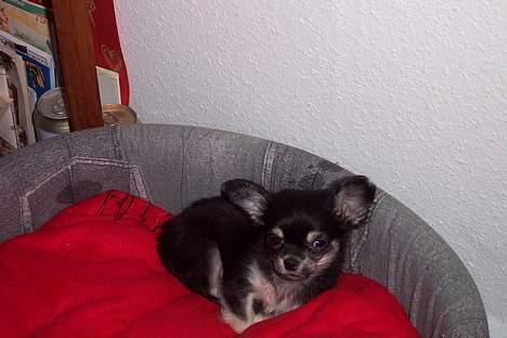 Chihuahua TJALFE - jeg er meget træt.. billede 10
