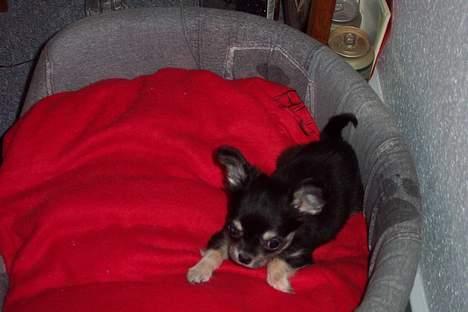 Chihuahua TJALFE billede 11