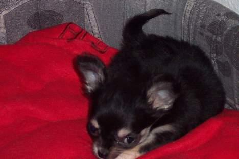 Chihuahua TJALFE - jeg vil gerne sove... billede 12