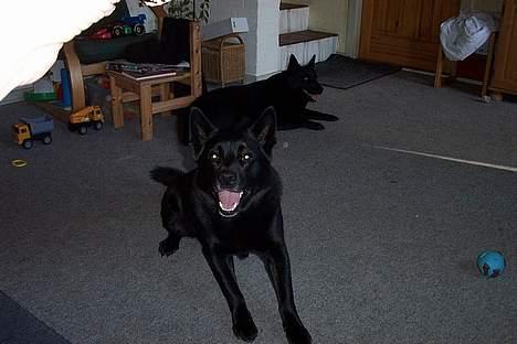 Sort spids fie billede 1