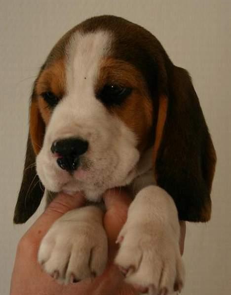Beagle Taz billede 1