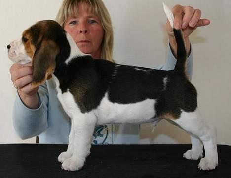 Beagle Taz billede 2