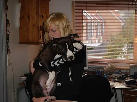 Amerikansk staffordshire terrier Amanda - amandas hvalp 8 mdr gammel billede 16