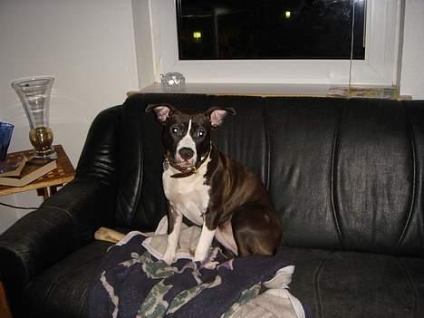 Amerikansk staffordshire terrier Amanda - amandas hvalp ( tia ) igen billede 17