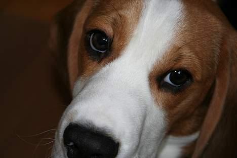 Beagle Taz billede 3