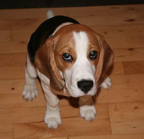 Beagle Taz billede 4
