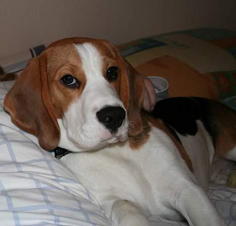 Beagle Taz billede 5
