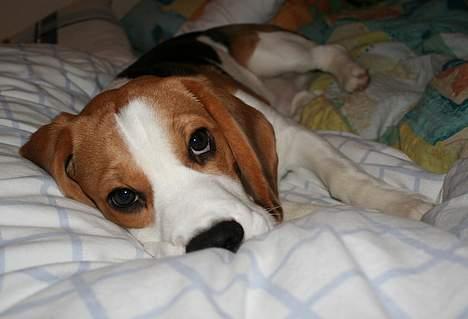 Beagle Taz billede 6