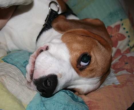 Beagle Taz billede 7