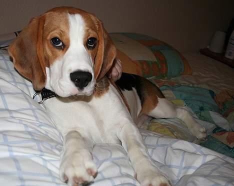 Beagle Taz billede 8