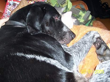 Blanding af racer noa <3*RIP*<3 - her får min lille datter sig en lur på min mors sofa sammen med 2 af min mors kats killinger man kan desværre se lidt på dette billed at hun er syg... ved godt det ikke er det bedste billede 1