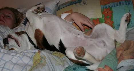 Beagle Taz billede 9