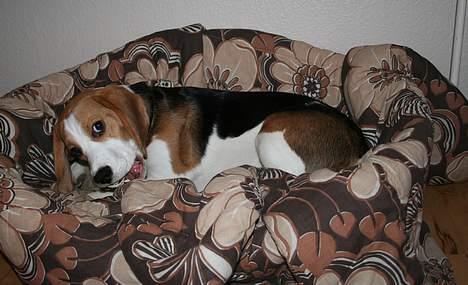 Beagle Taz billede 10