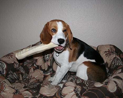 Beagle Taz billede 12