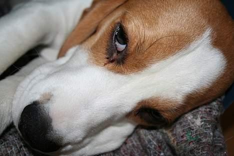 Beagle Taz billede 13