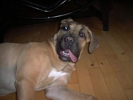 Boerboel Mischa billede 20