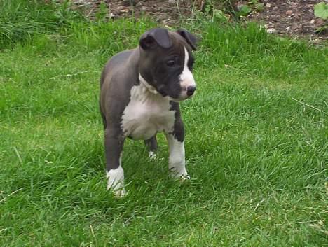 Amerikansk staffordshire terrier Amanda billede 18
