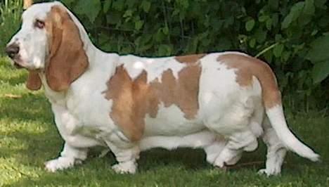 Basset hound Walter  R.I.P billede 1