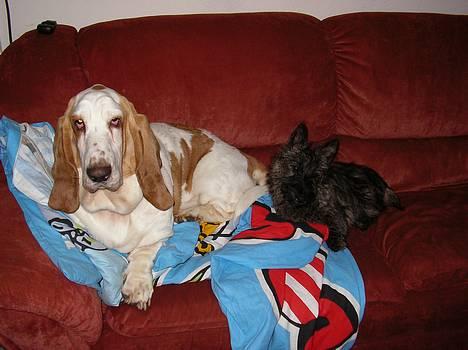 Basset hound Walter  R.I.P - napper lige en lur på sofaen i mors dyne.. tror ikke hun ser det.... billede 2