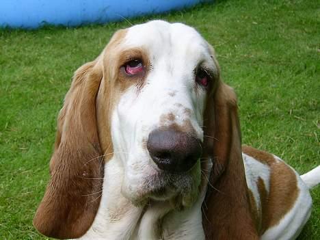 Basset hound Walter  R.I.P billede 3