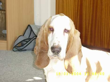 Basset hound Walter  R.I.P billede 4