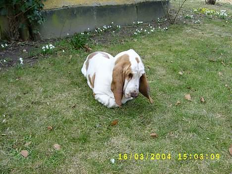Basset hound Walter  R.I.P - hmmmm nårh det er sådan en myre ser ud...... billede 5